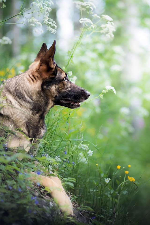 Немецкая овчарка сидит в засаде в зеленой траве