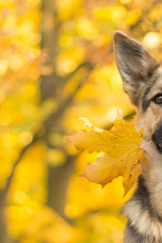 Собака породы немецкая овчарка с желтым осенним листом в зубах