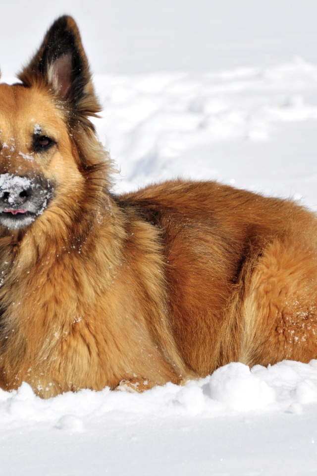 Немецкая Овчарка лежит на снегу зимой