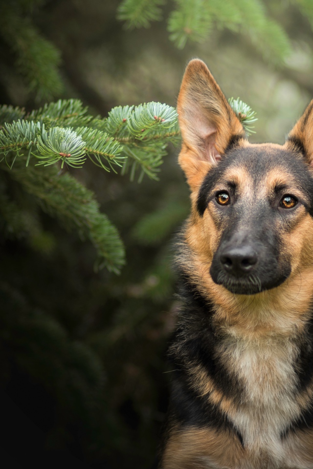 Немецкая овчарка сидит в зеленых ветках ели