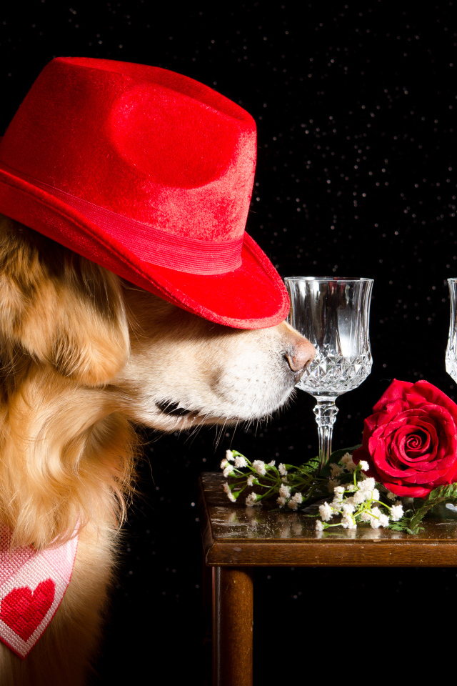 Золотистый ретривер в красной шляпе у стола