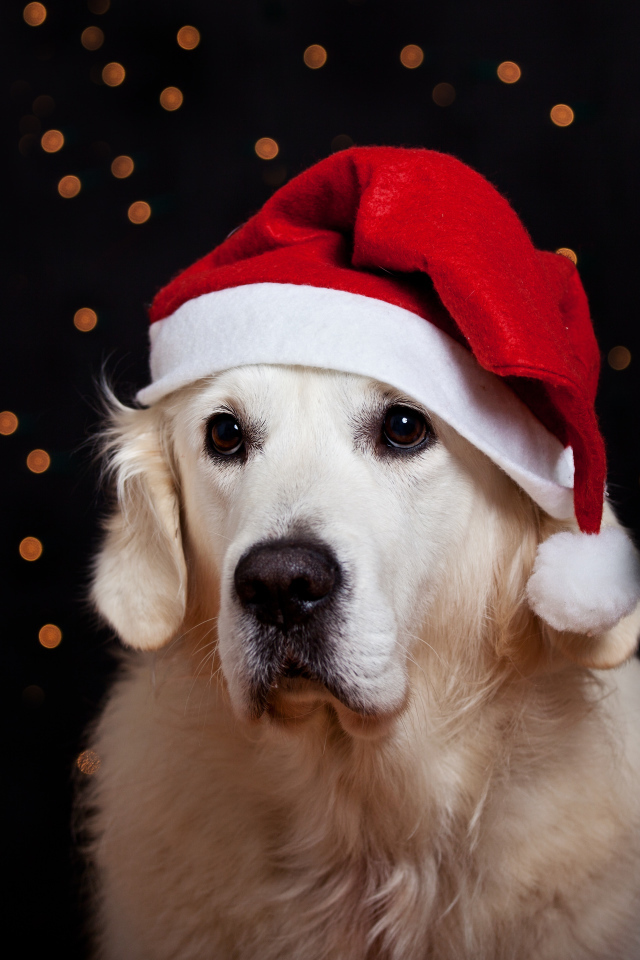 Золотистый ретривер в шапке Деда Мороза на Новый год