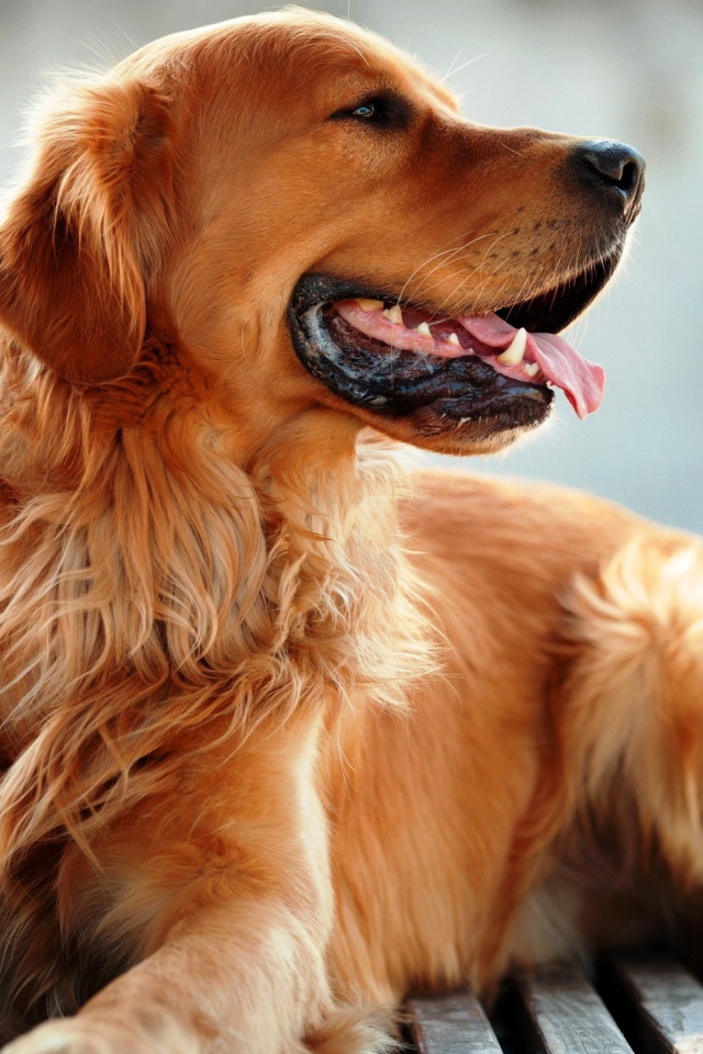 Добрый золотистый ретривер с высунутым языком 