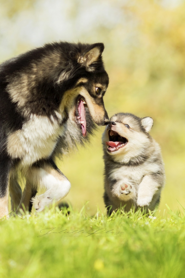 Серая большая собака с веселым маленьким щенком 