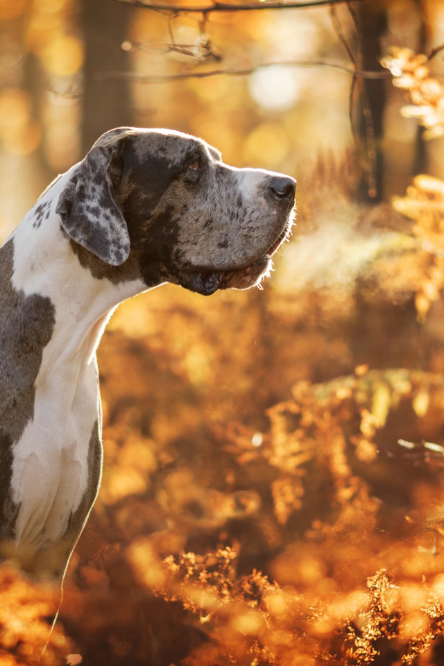 Большой Немецкий дог гуляет в осеннем лесу