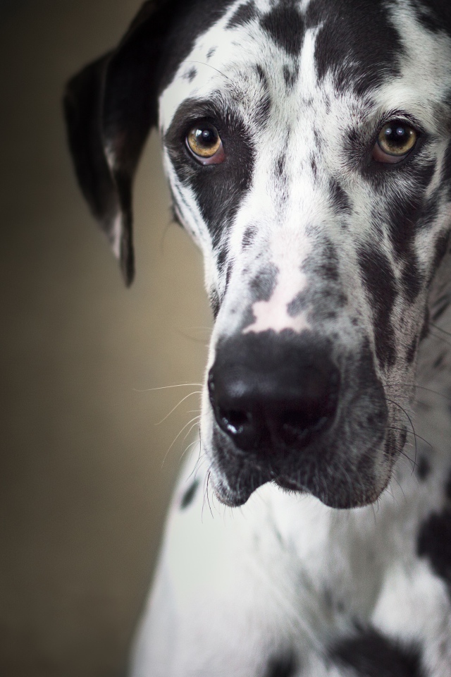 Большой немецкий дог с грустной мордой