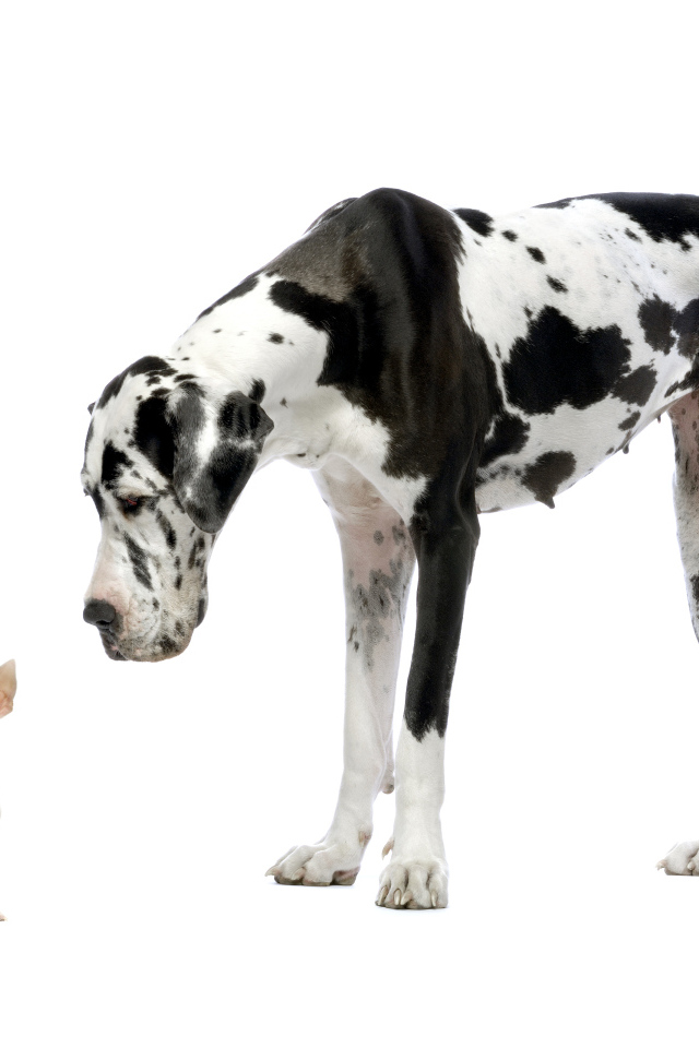 Большой английский дог и щенок чихуахуа на белом фоне