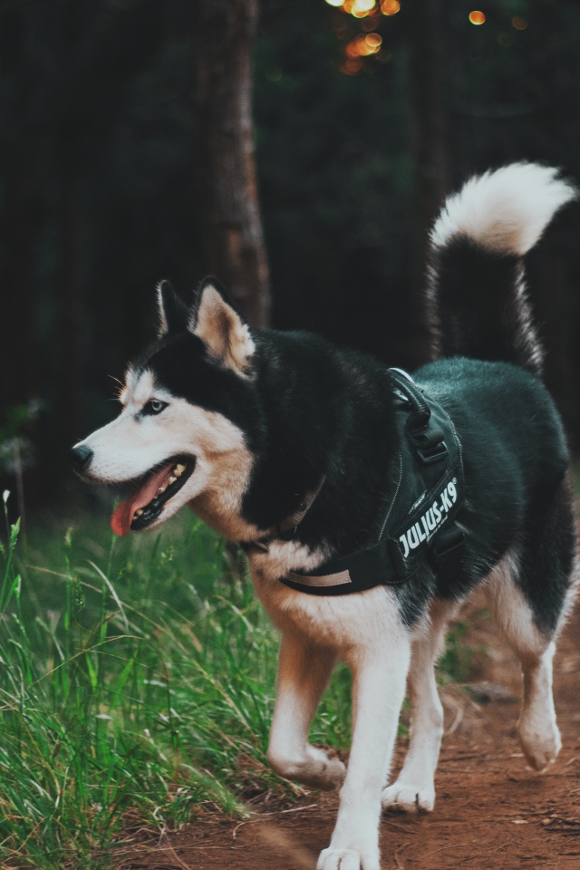 Собака породы хаски на прогулке