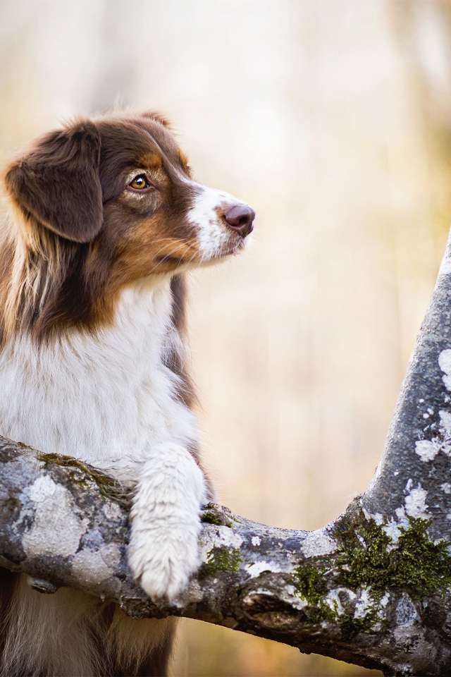 Заинтересованный взгляд собаки породы австралийская овчарка