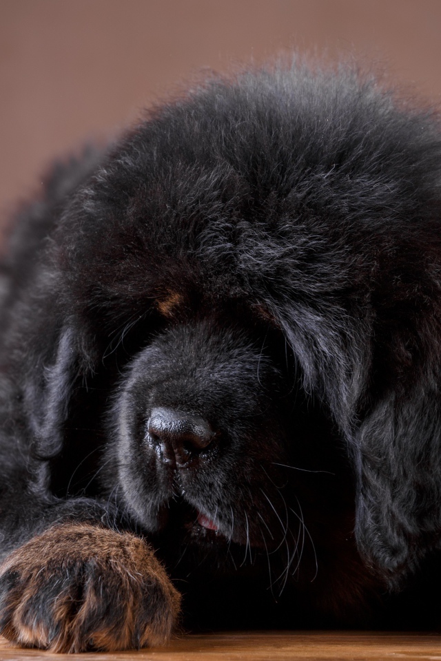 Большой пушистый черный щенок тибетского мастифа