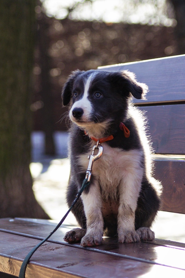 Маленький щенок бордер - колли сидит на лавочке