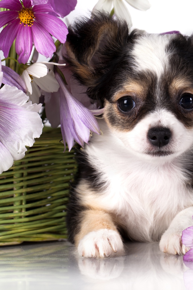 Маленький щенок чихуахуа с корзиной цветов космеи