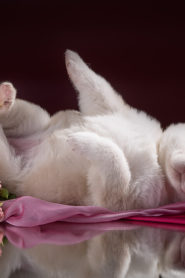 Маленький милый щенок хаски на розовом покрывале 