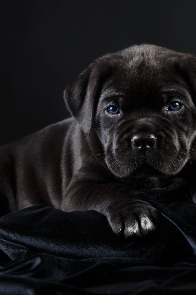Маленький черный голубоглазый щенок породы Кане корсо на черном фоне