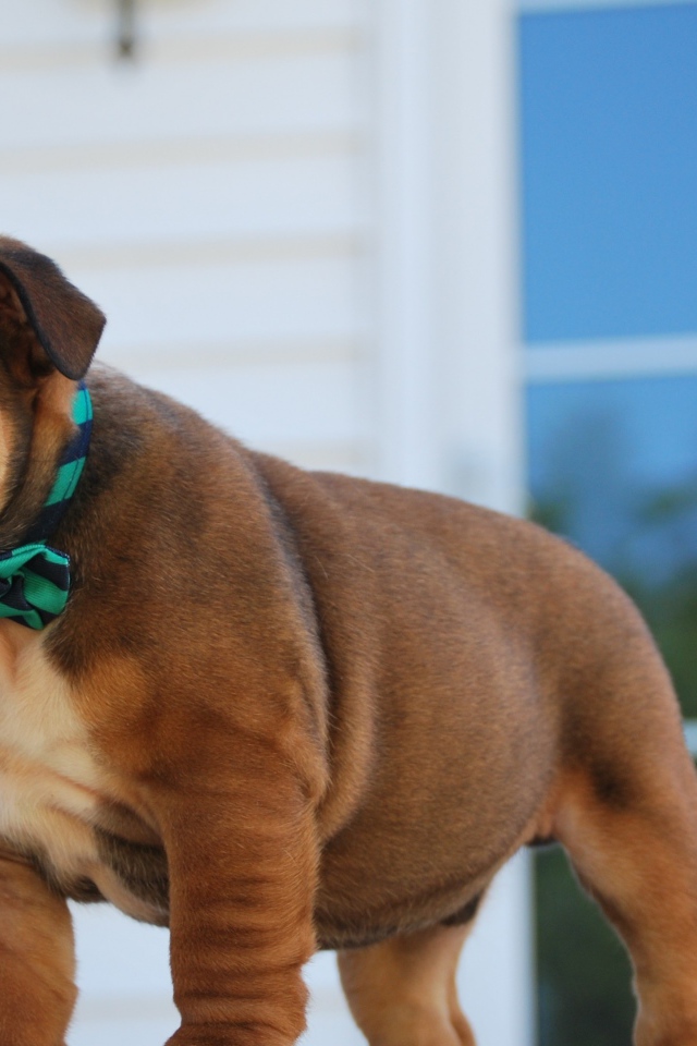 Маленький щенок английского бульдога на пороге 