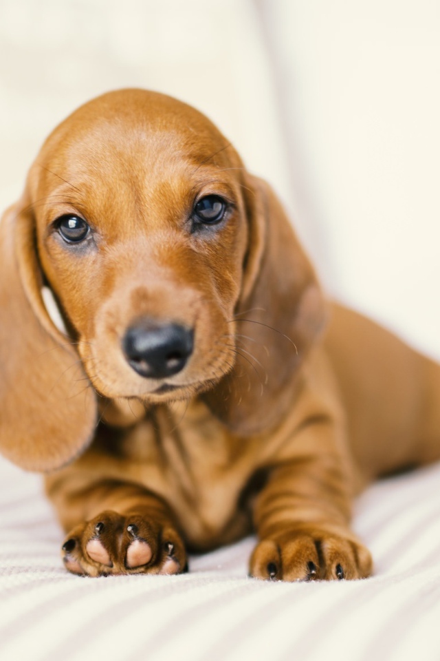 Маленький забавный щенок таксы на белом фоне 