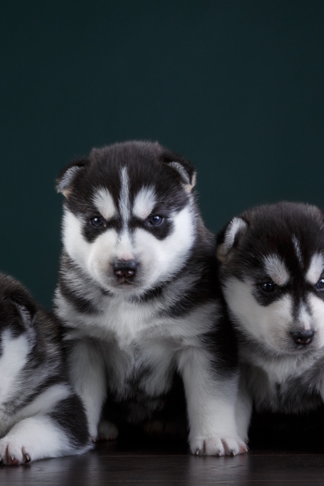 Маленькие забавные щенки хаски