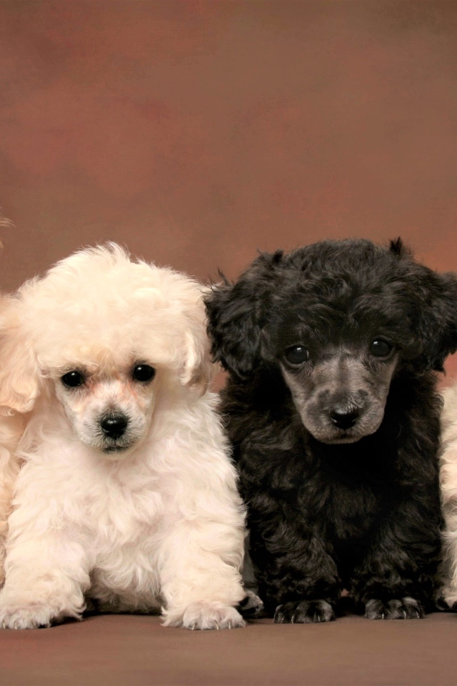 Маленькие забавные щенки пуделя