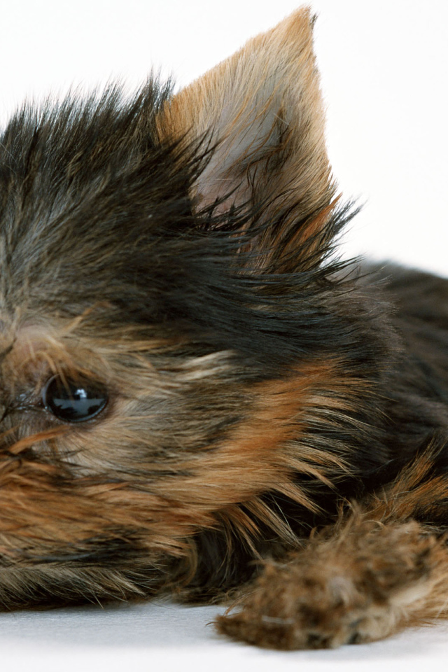 Маленький забавный щенок йоркширского терьера на белом фоне