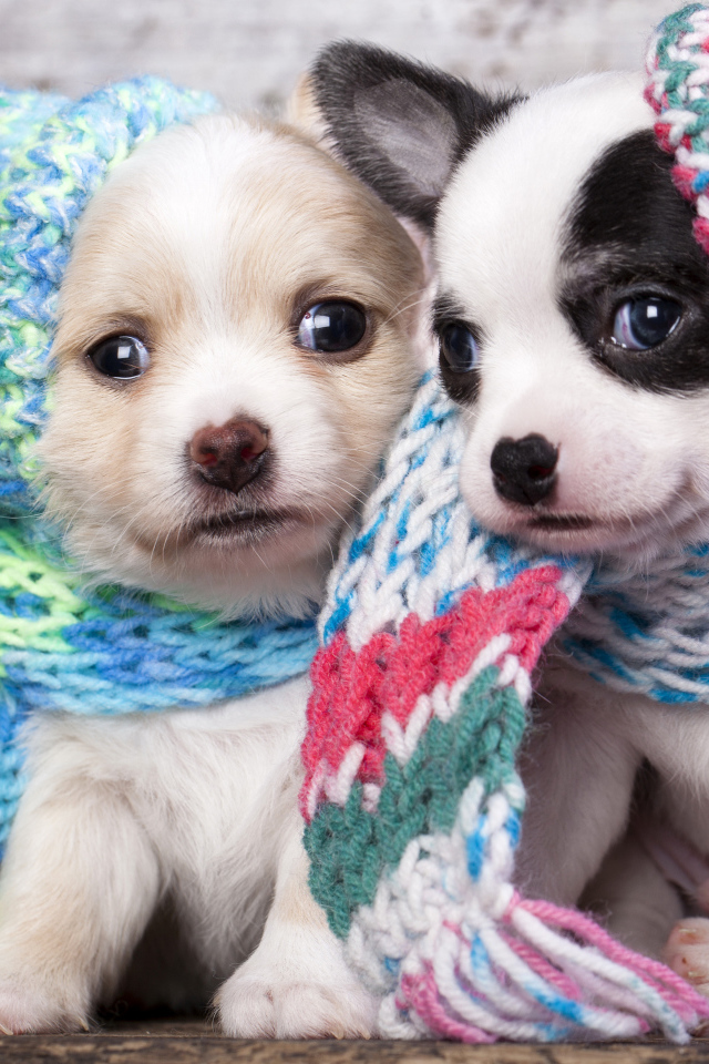 Маленькие щенята в забавных вязаных шапках 