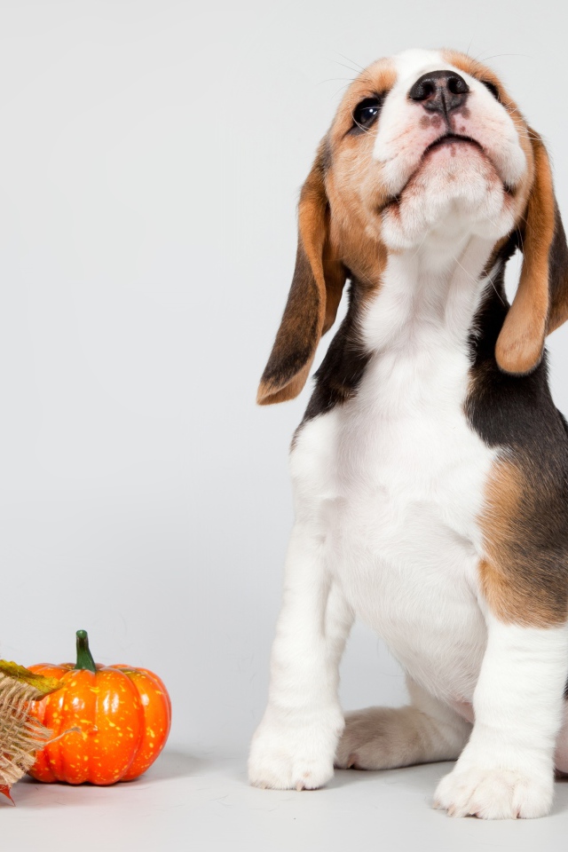 Маленький щенок бигля позирует на сером фоне