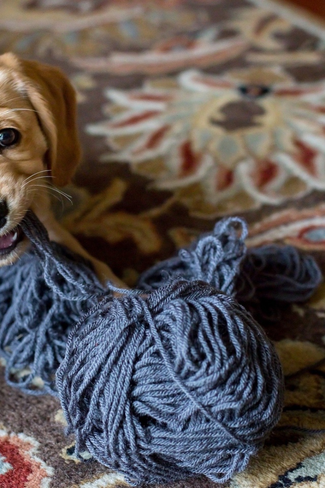 Маленький щенок грызет нитки 