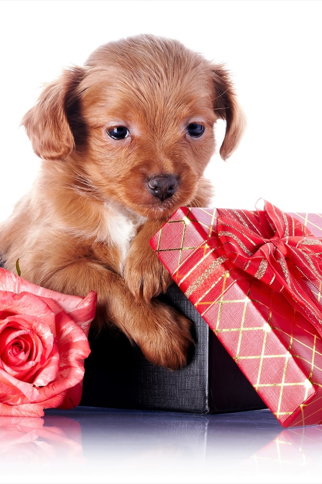 Маленький щенок в подарочной коробке с розой на белом фоне