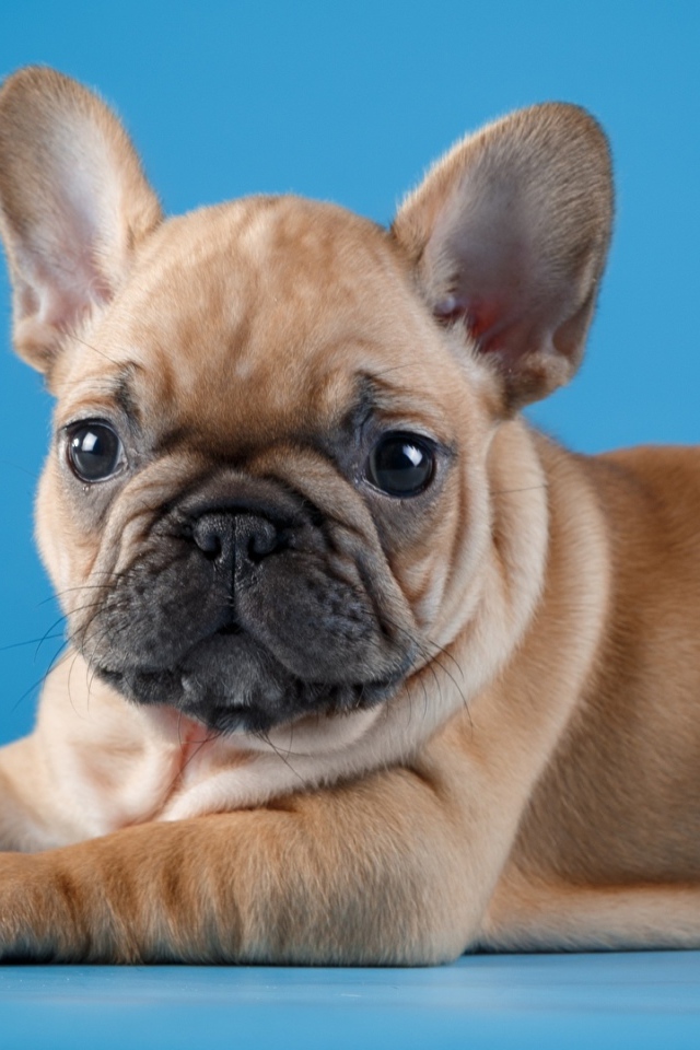 Маленький щенок французского бульдога на голубом фоне