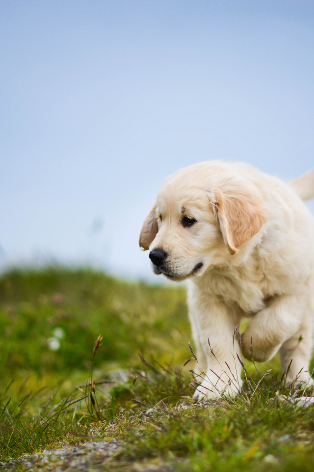 Маленький щенок золотистого ретривера идет по зеленой траве