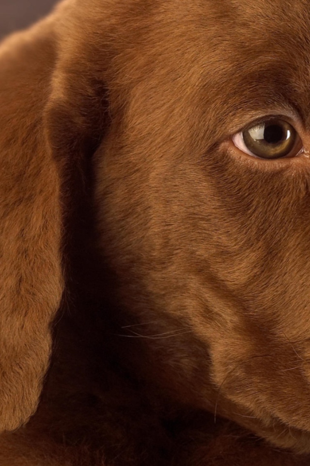 Маленький грустный коричневый  щенок лабрадора 
