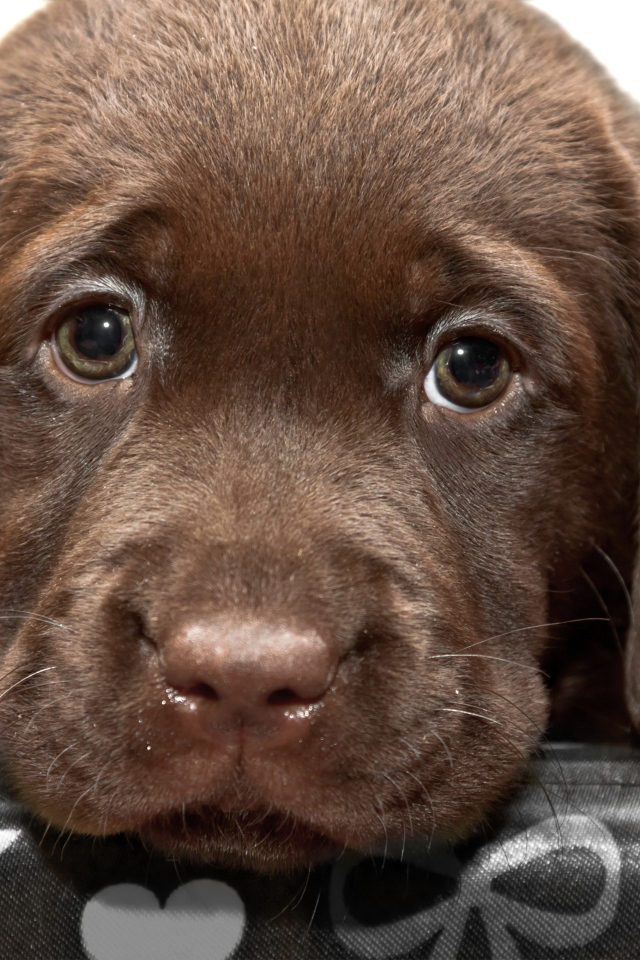 Маленький грустный коричневый щенок ретривера