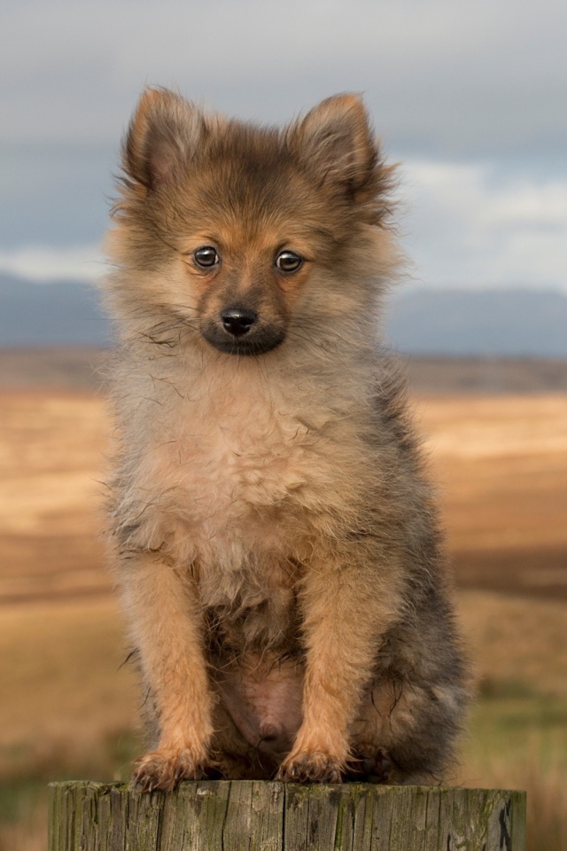 Одинокий маленький щенок на пне 