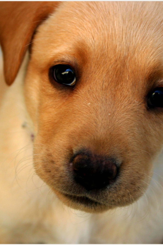 Морда маленького щенка с грустными глазами 