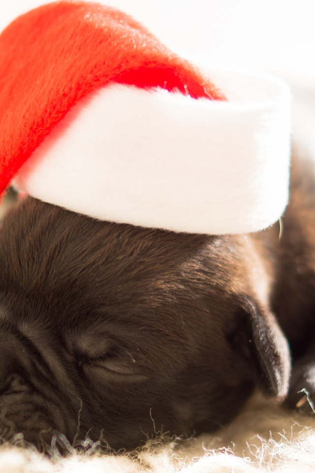 Новорожденный щенок в шапке Деда Мороза на новый 2018 год собаки