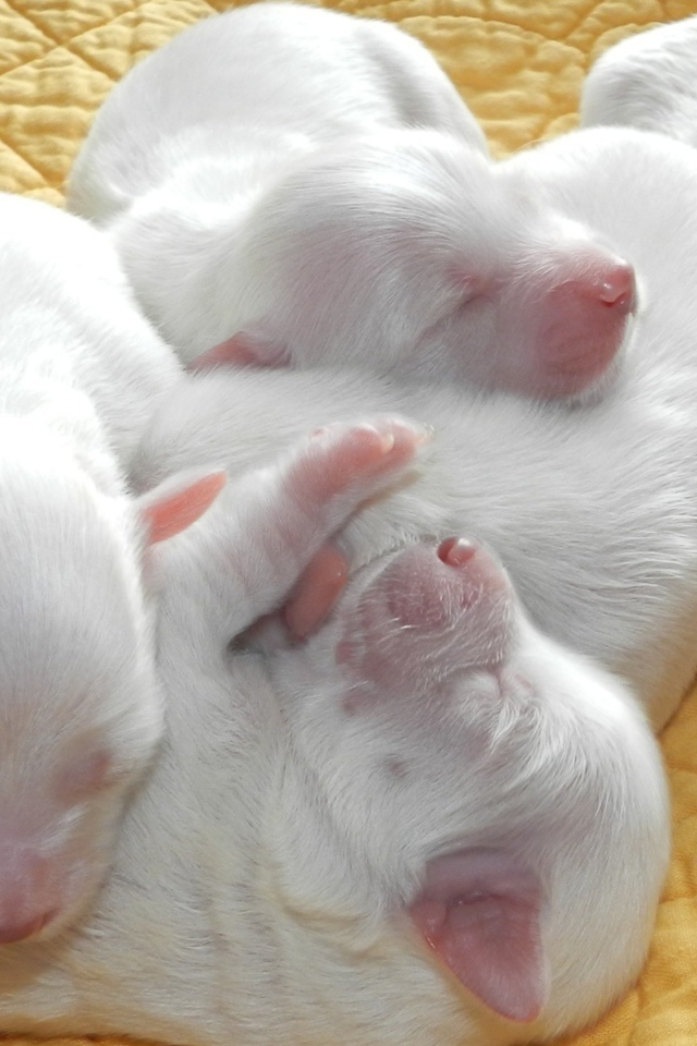 Новорожденные белые щенята 