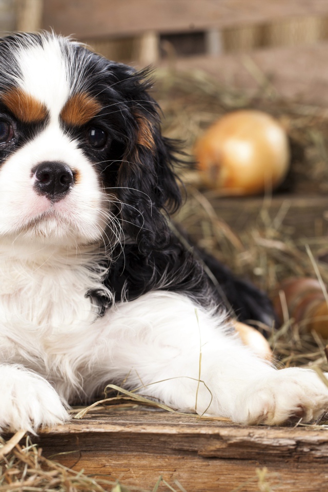 Щенок Кавалер Кинг Чарльз Спаниель лежит на сухой траве