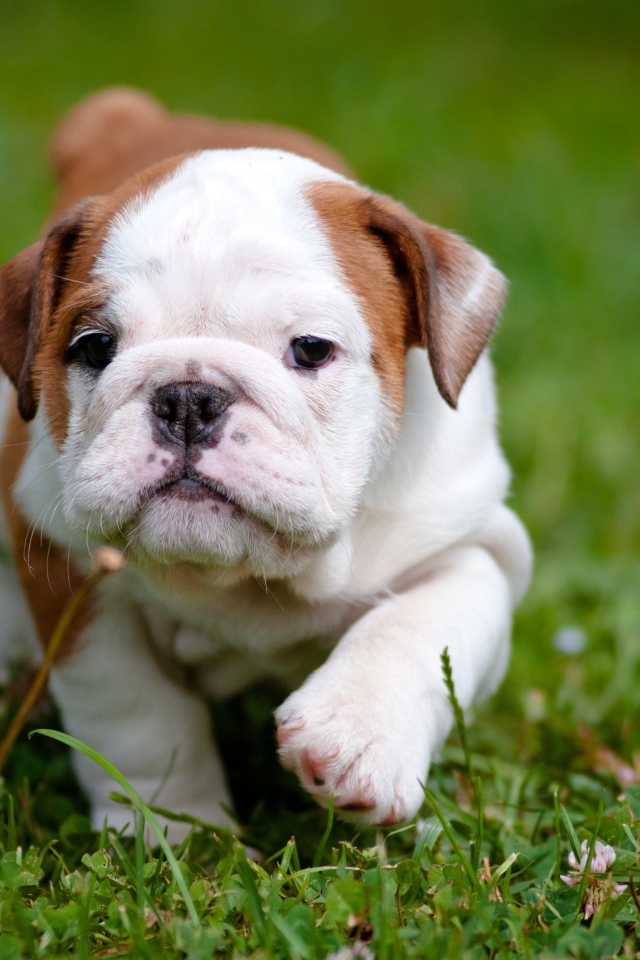 Щенок английского бульдога бежит по зеленой траве