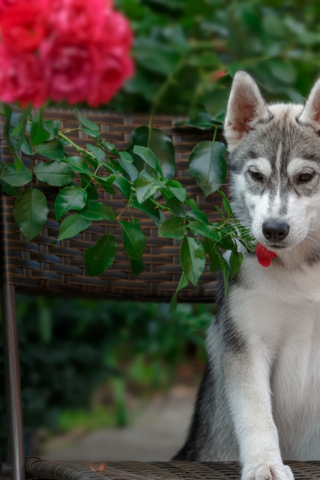 Щенок хаски стоит на стуле рядом с красными цветами