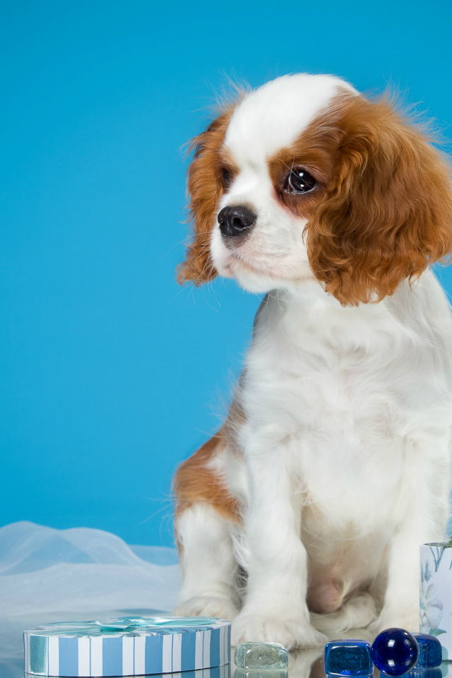 Щенок  Кинг Чарльз Спаниель на голубом фоне