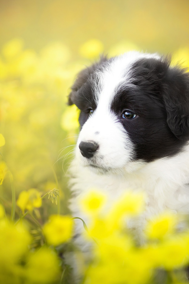 Щенок породы бордер-колли сидит в желтых цветах 