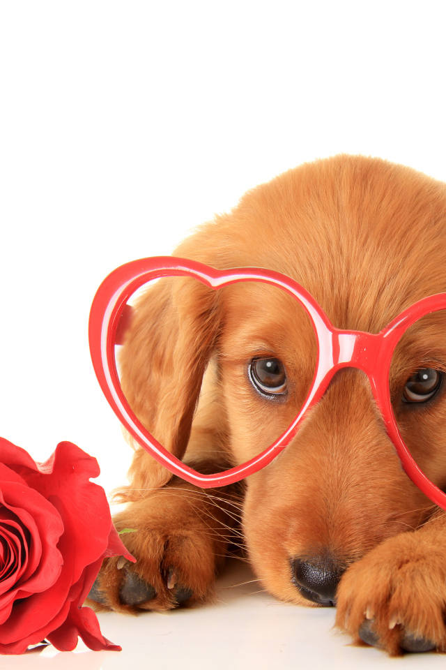 Щенок в очках и красным цветком розы на белом фоне