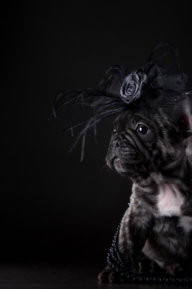 Щенок французского бульдога с украшением на голове на черном фоне
