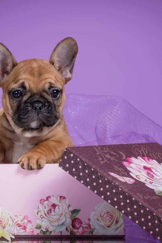 Щенок бульдога в подарочной коробке на фиолетовом фоне