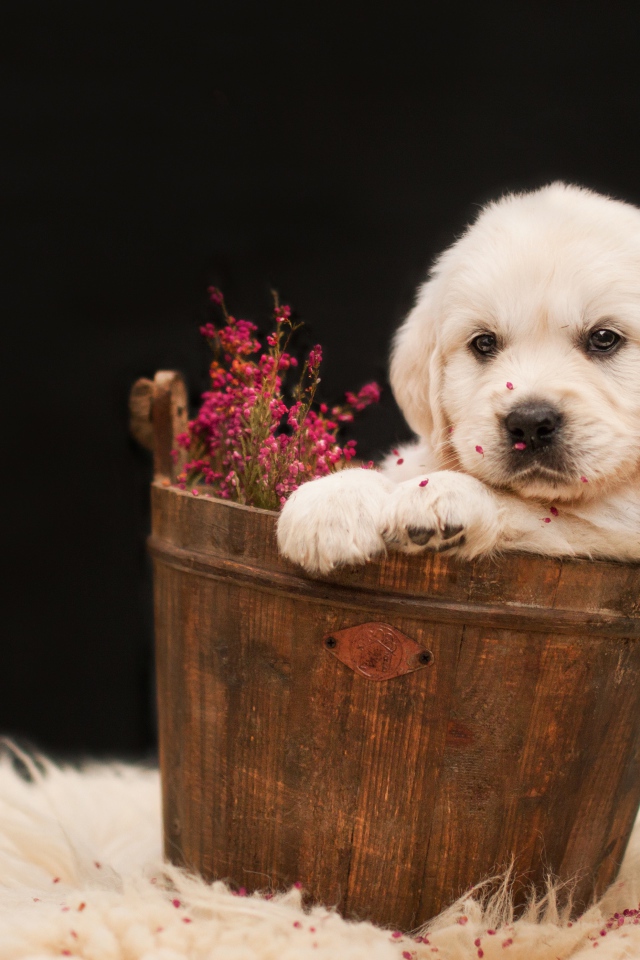 Щенок золотистого ретривера в деревянном ведре с цветами