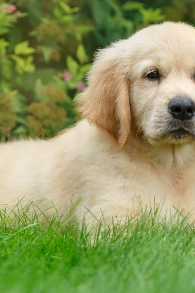 Щенок золотистого ретривера лежит на зеленой траве