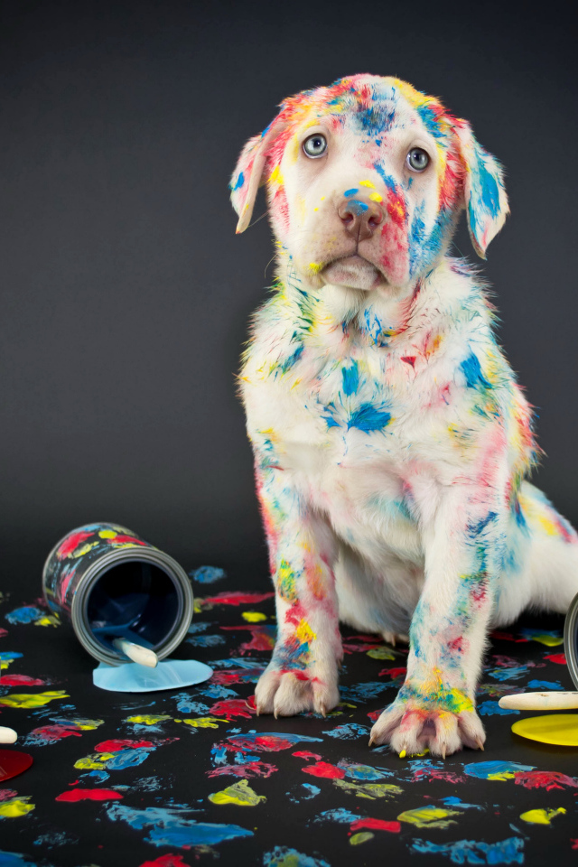 Щенок золотистого ретривера вымазался в краску