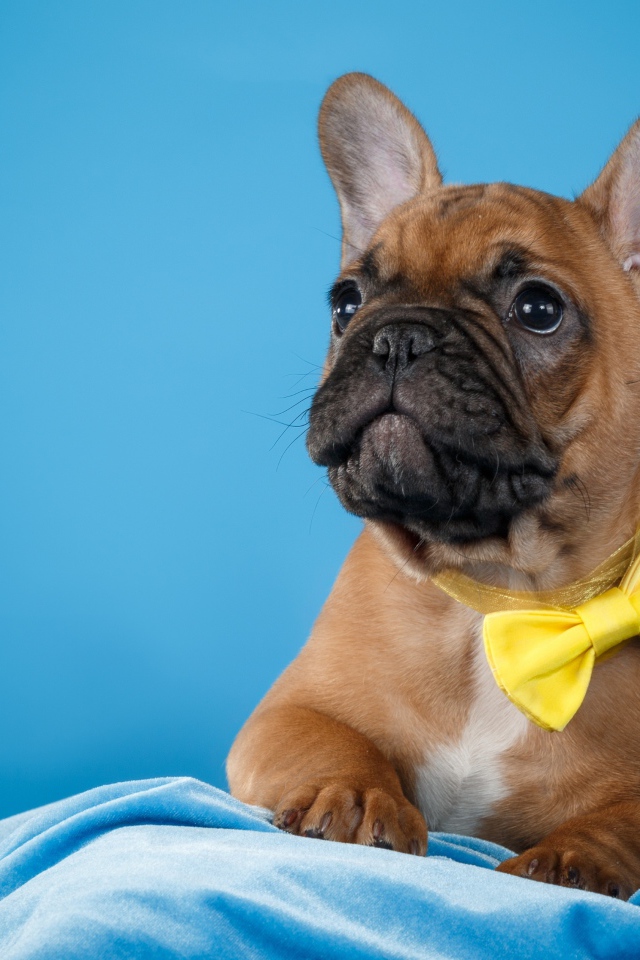 Щенок французского бульдога с желтым бантом 