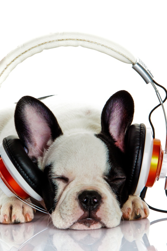 Щенок французского бульдога в наушниках 