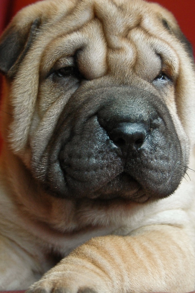 Щенок шарпея на красном фоне 