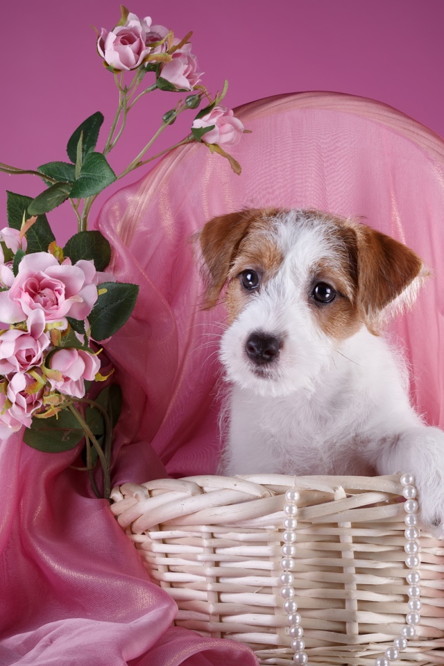 Щенок силихем-терьер в розовой корзине с цветами